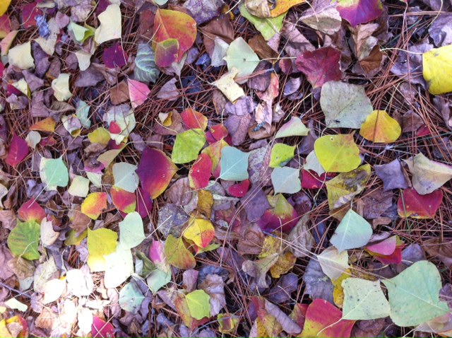autumn leaves
