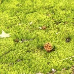 A tree star