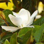 How a Pagan Goes to Church: Steel Yourself for Magnolias’ Surprise