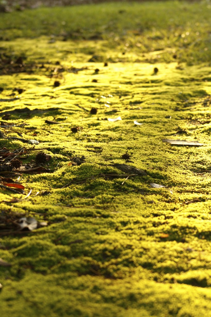 Green Moss pagan green
