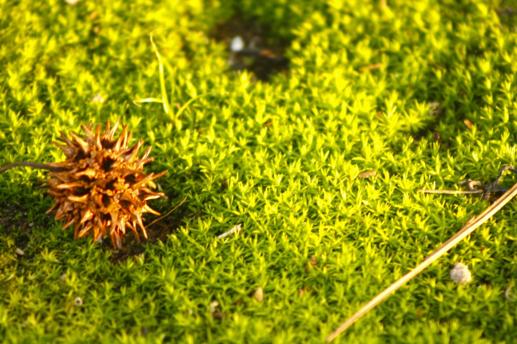 Porcupine egg A pagan's church