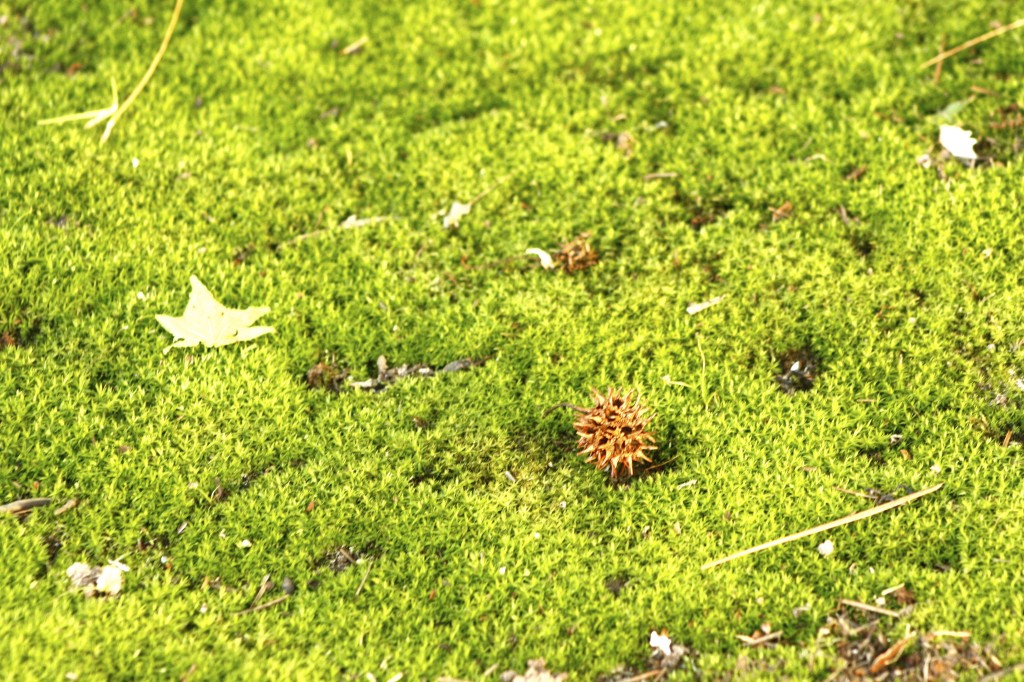Tree Star A pagan goes to church