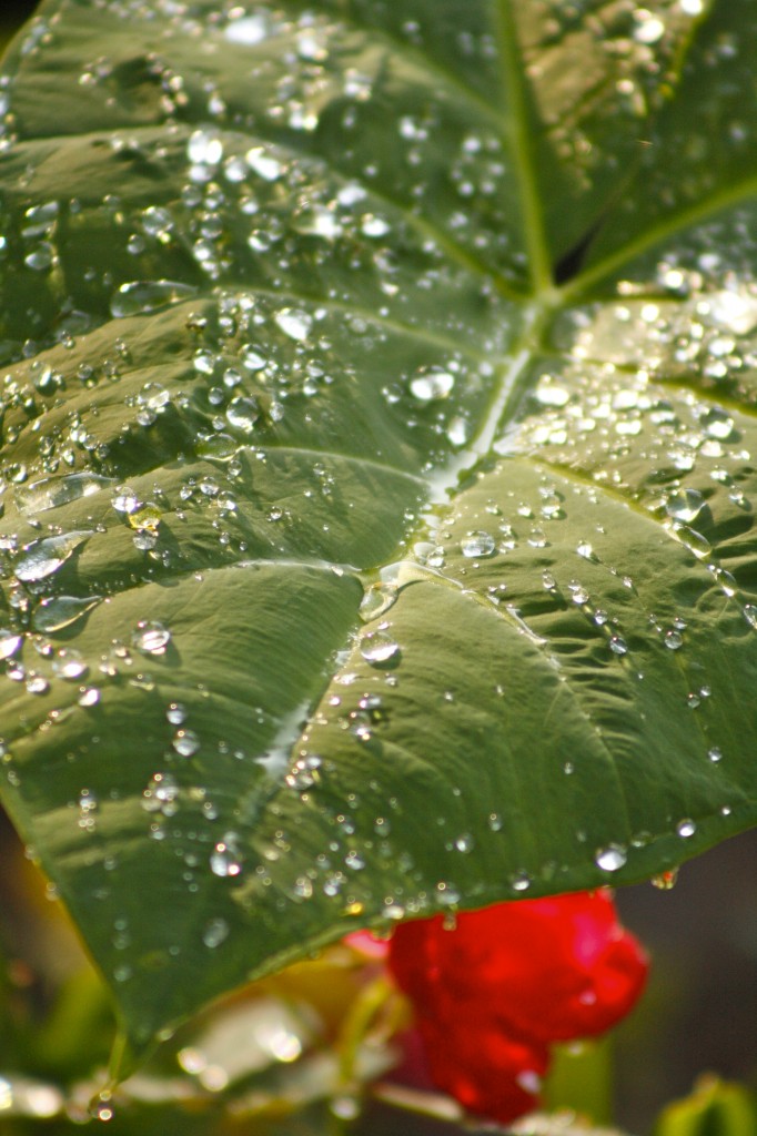 Dew on Elephant ears