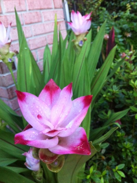 How a Pagan Goes to Church: The Surprise Lily
