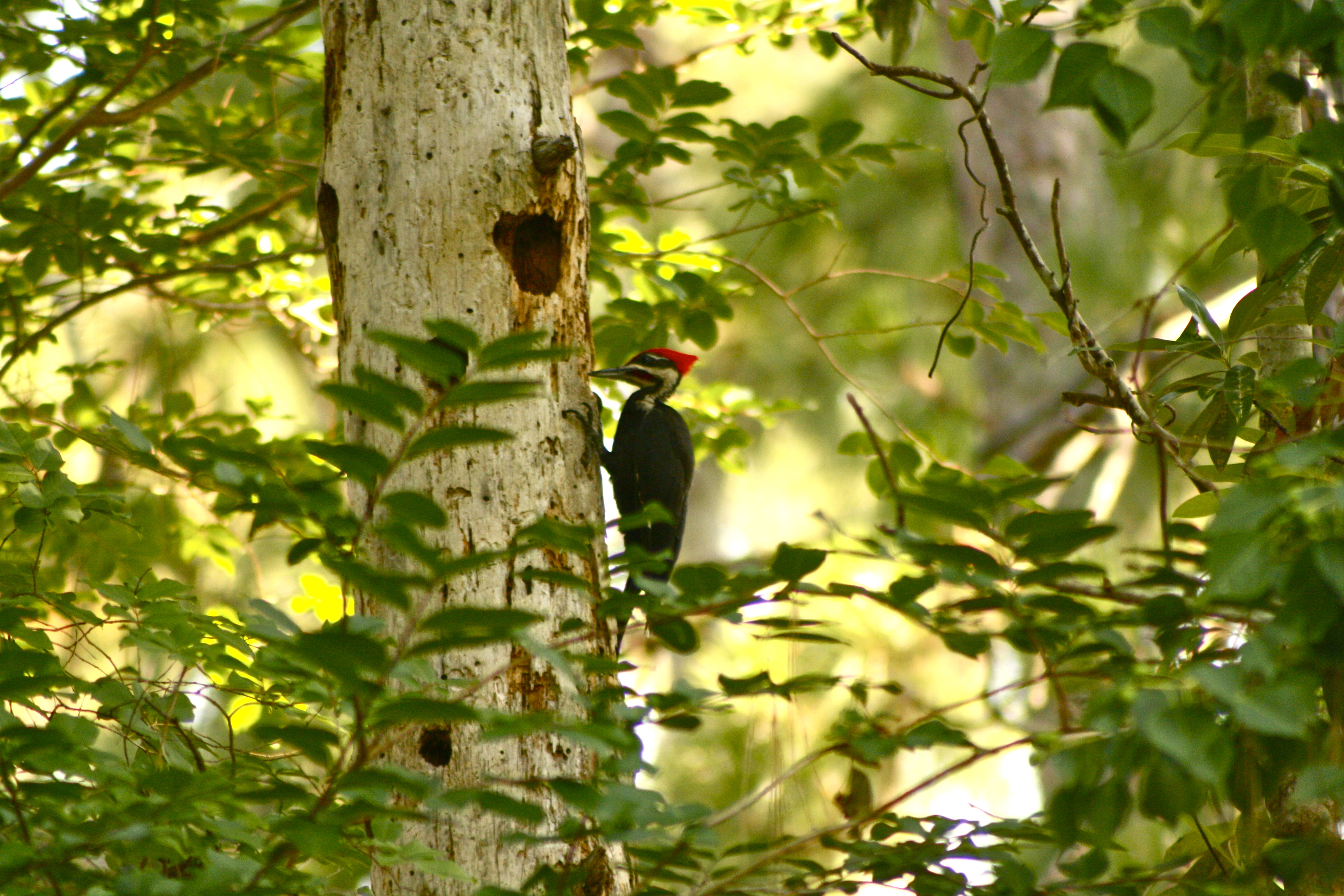 Woodpecker totem