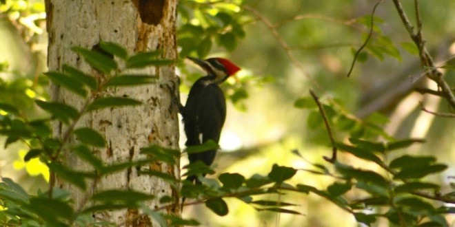 _MG_6916 woodpecker totem