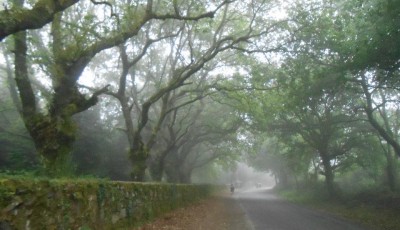 Fog Walking through Fog on the Camino