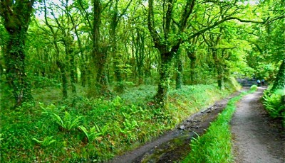 Camino forest Hobbit-worthy forests