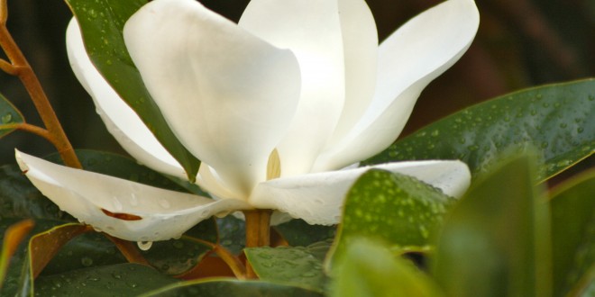 Magnolia 2 Steel Magnolia