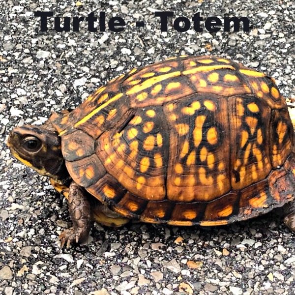 A New Message from the Turtle Totem Animal