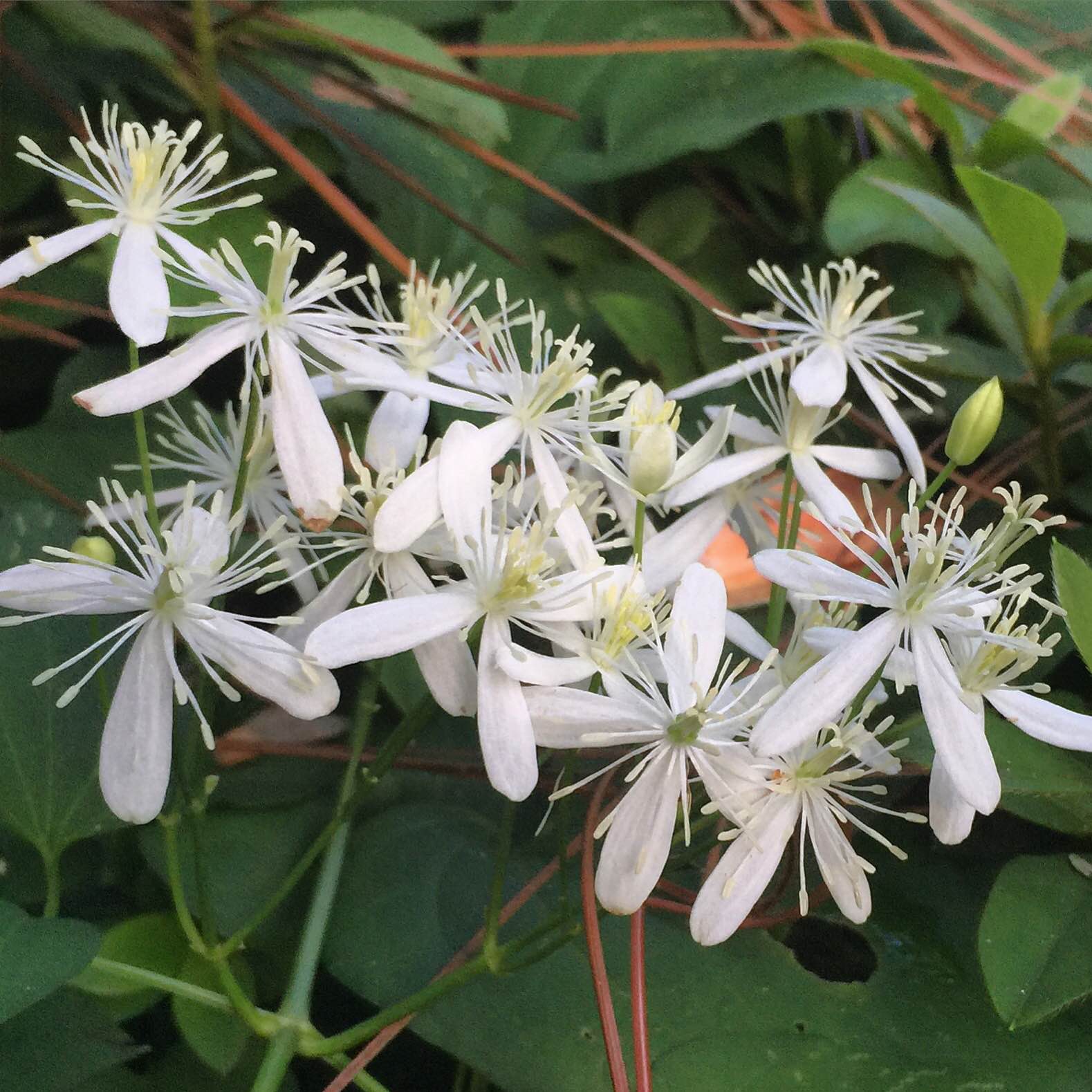 Love and Late Blooming Flowers