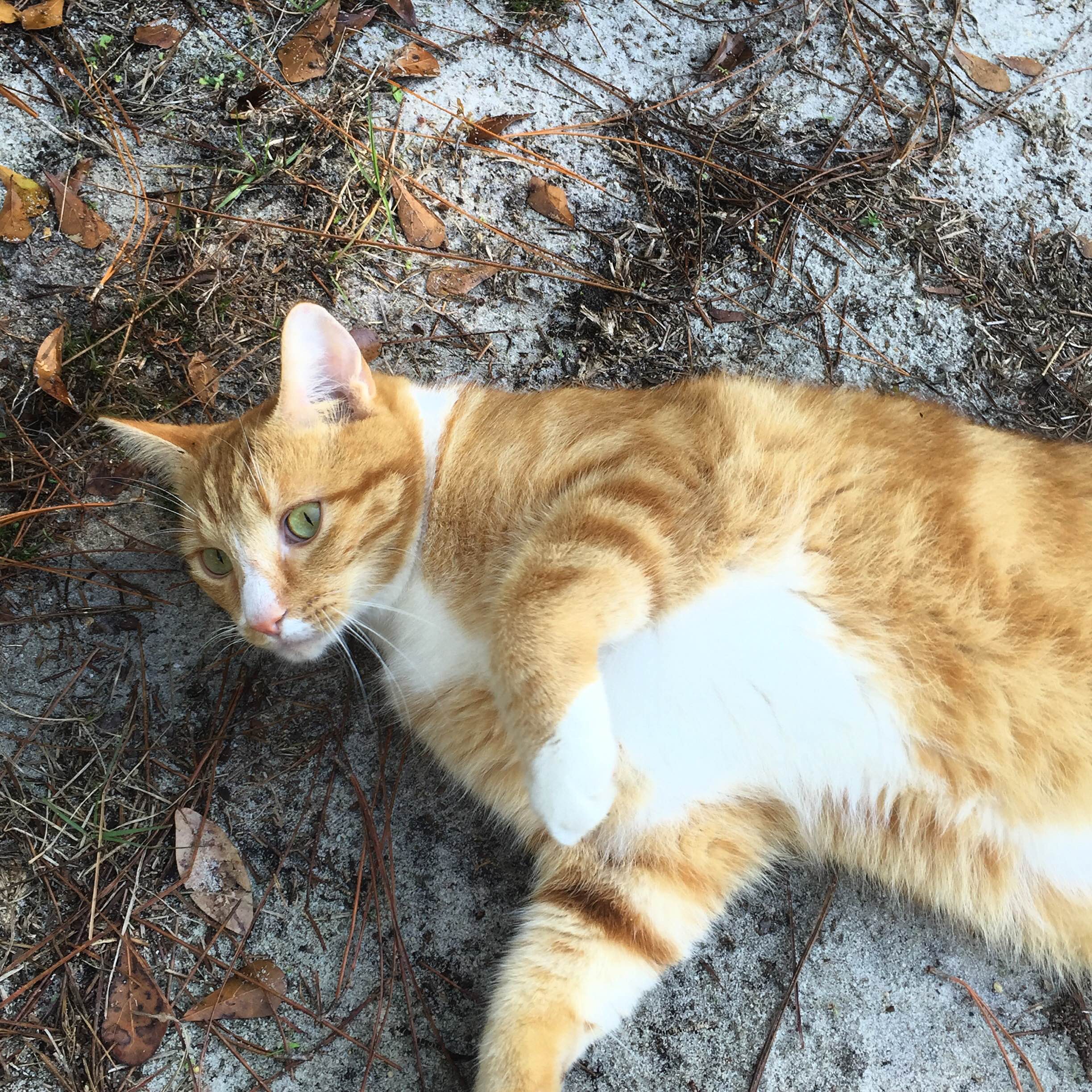 What It Is Wednesday: Orange Tabby Cats