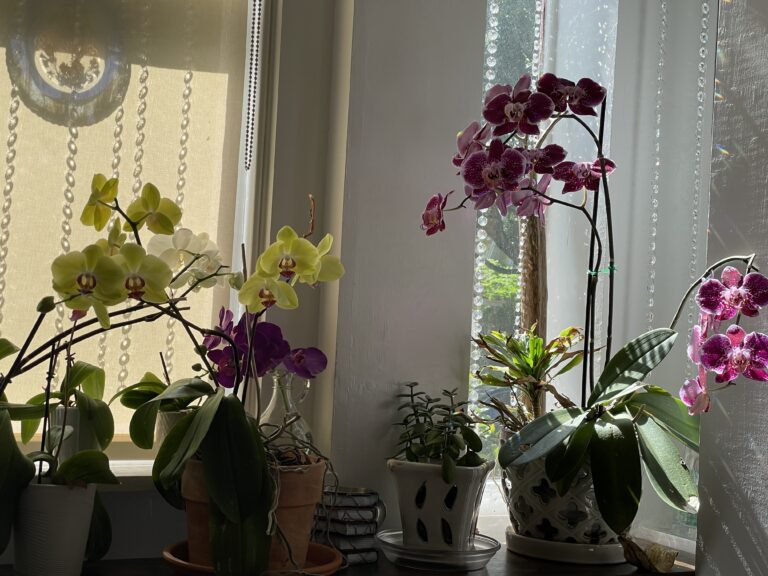 Phalaenopsis orchids in bloom — yellow, white, magenta, and deep pink — clustered on a sunlit windowsill with beaded curtains, in Lorna Tedder’s home office.